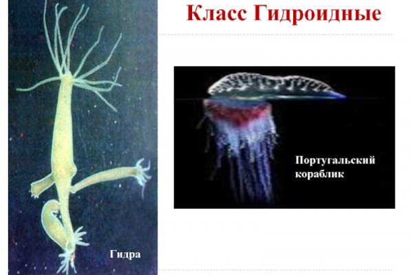 Кракен актуальное зеркало