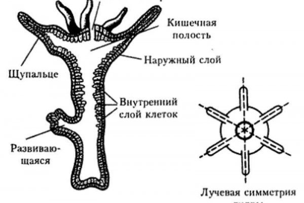 Как пополнять кракен тор