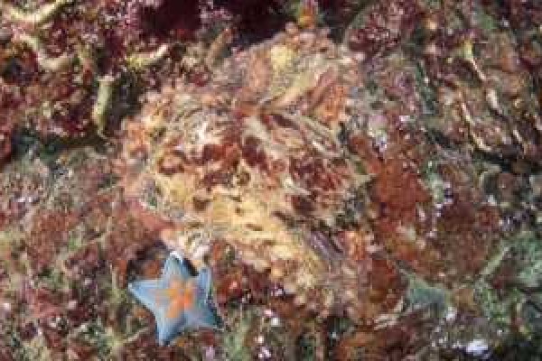 Kraken17 at